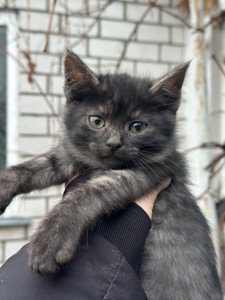 Хлопчики шукають дім!