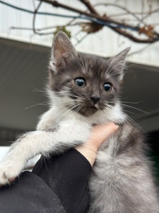 Шукають господарів!