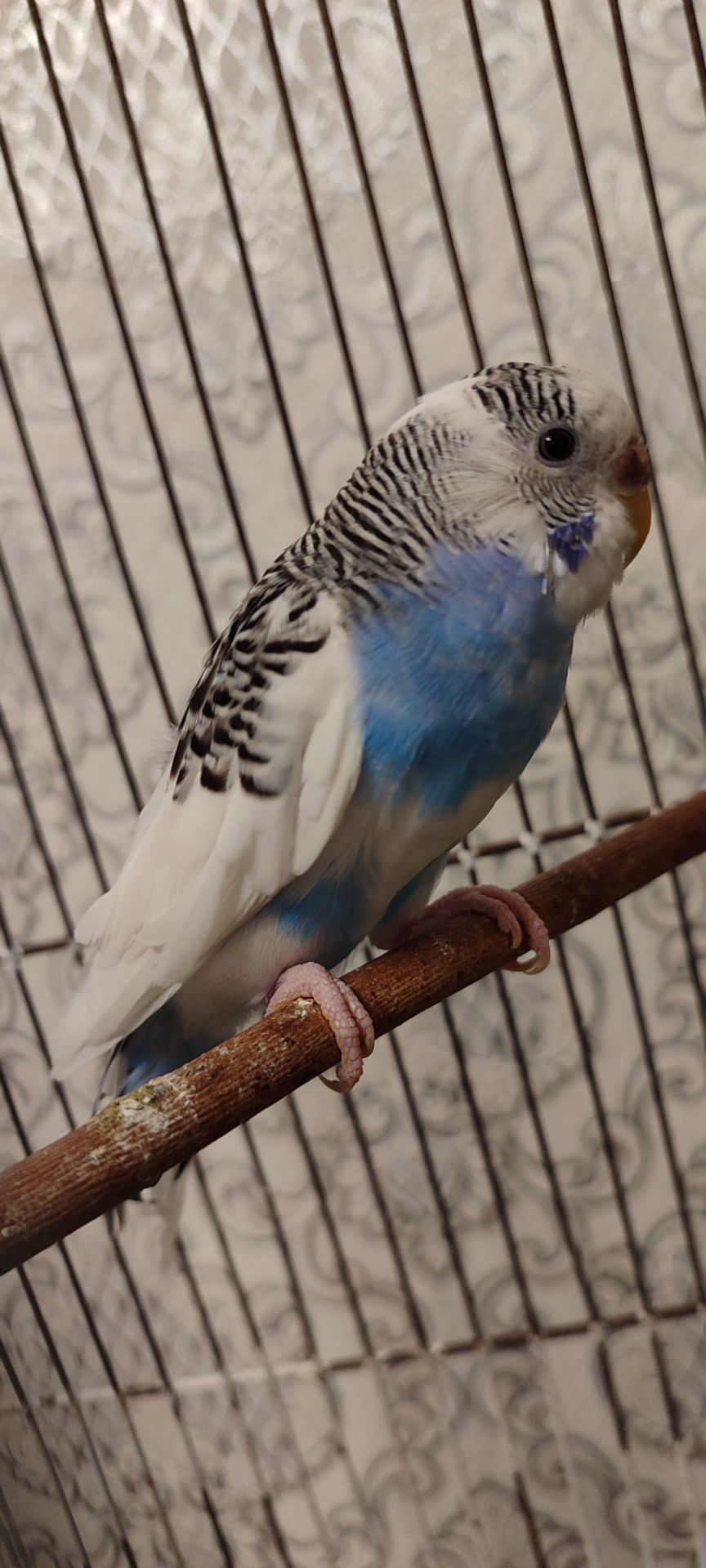 Домашні хвилясті папуги