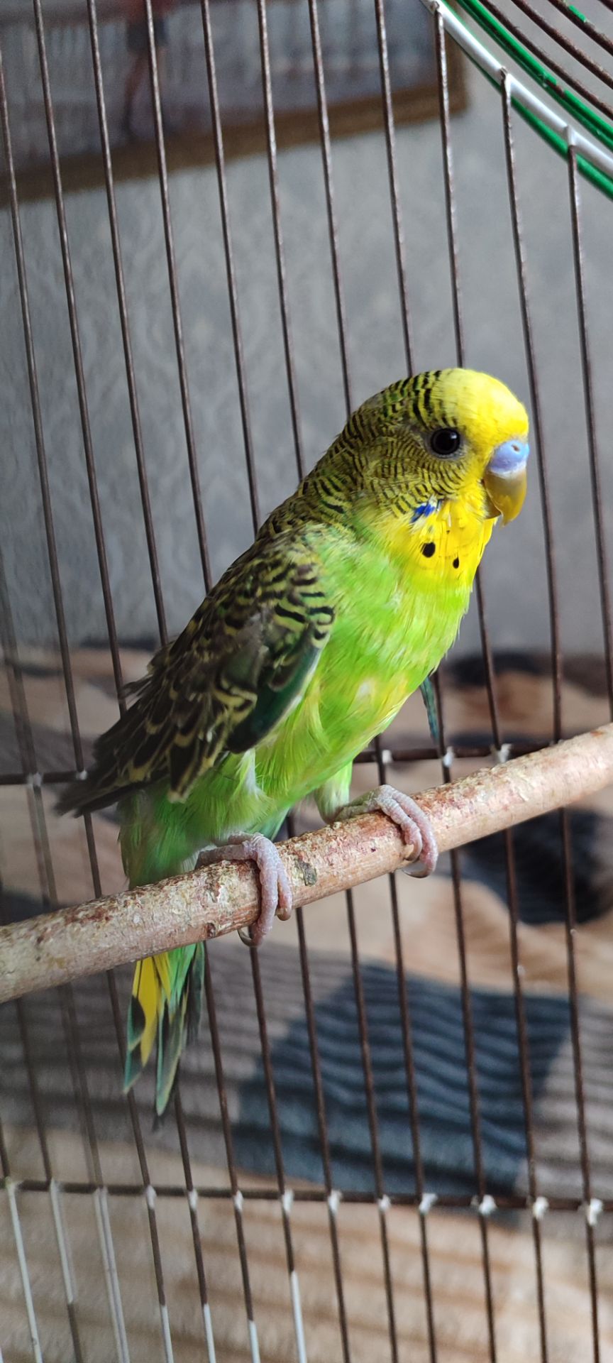 Домашні хвилясті папуги