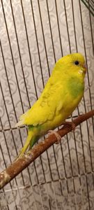 Малюки хвилястих папуг