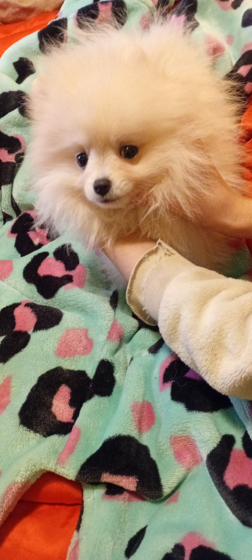 Девочка микро Померашка Анабель 500 евро