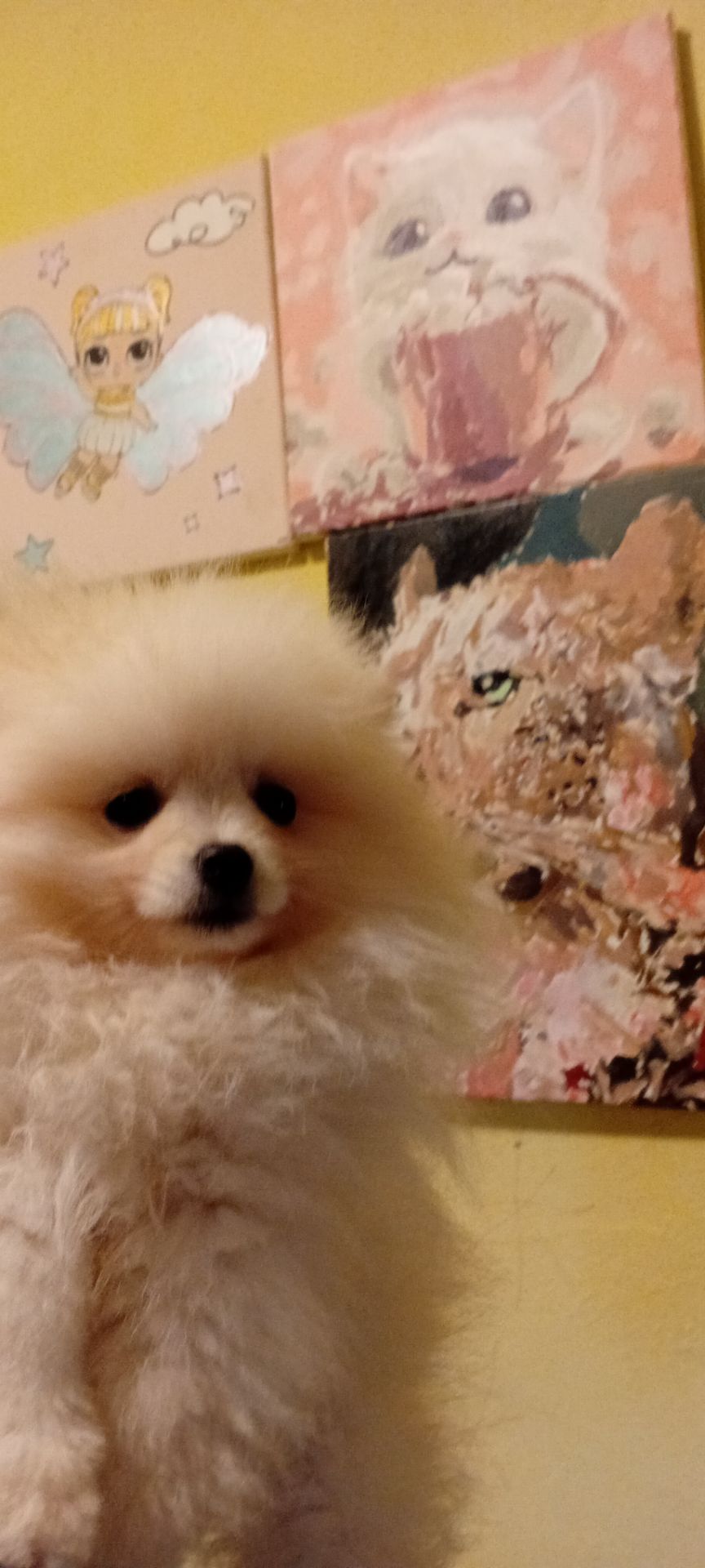 Девочка микро Померашка Анабель 500 евро