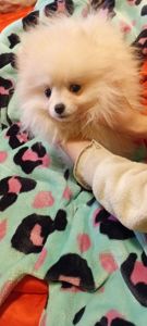 Мини Померашка Анабель 500 евро