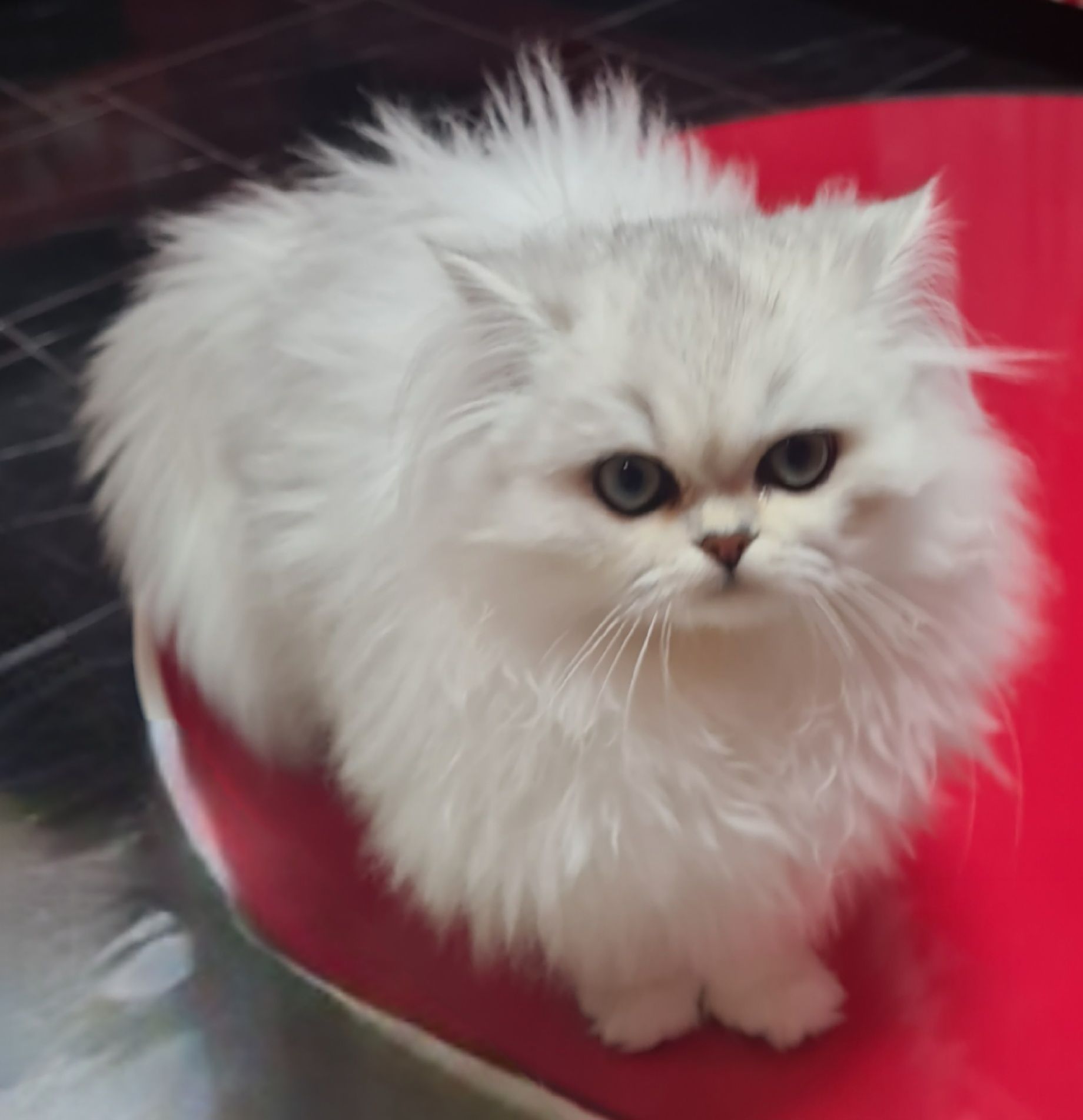 Британська довгошерста