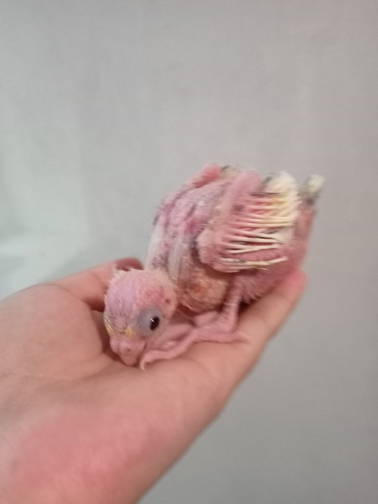 Молодые кореллы 3 птицы