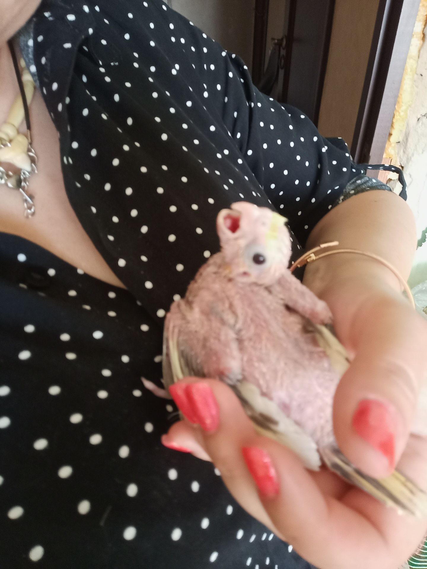 Молодые кореллы 3 птицы