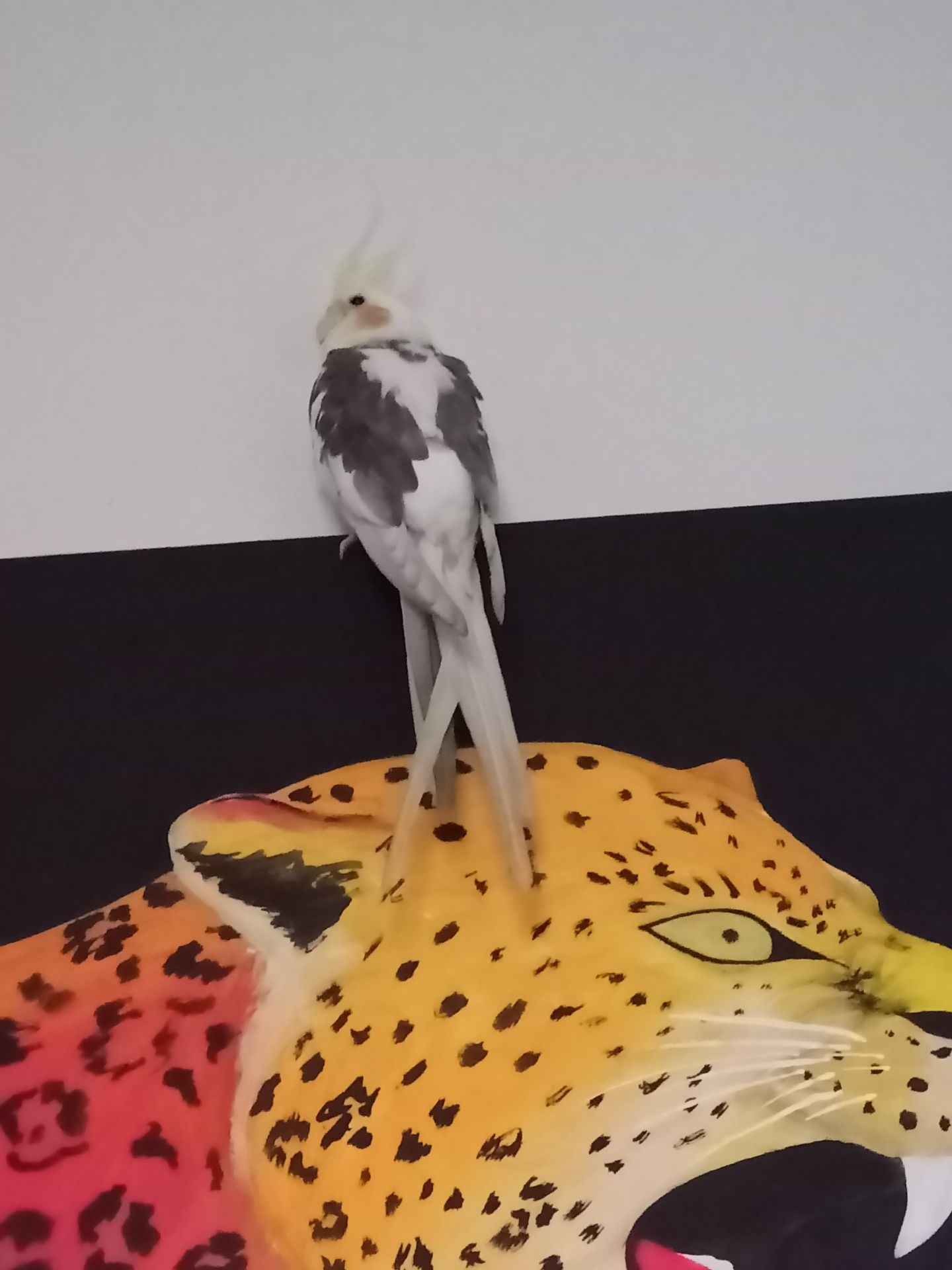 Молодые кореллы 3 птицы