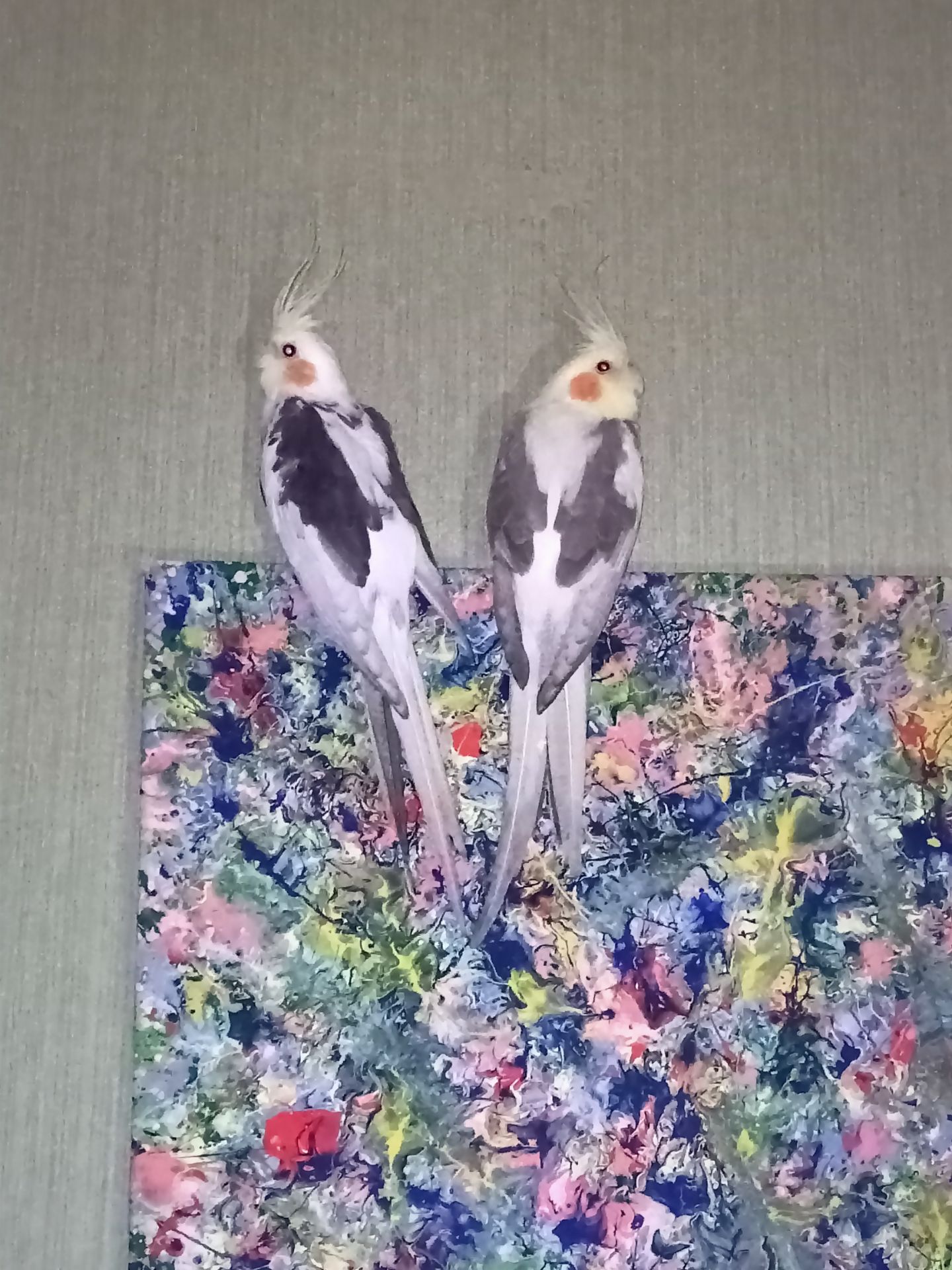 Молодые кореллы 3 птицы