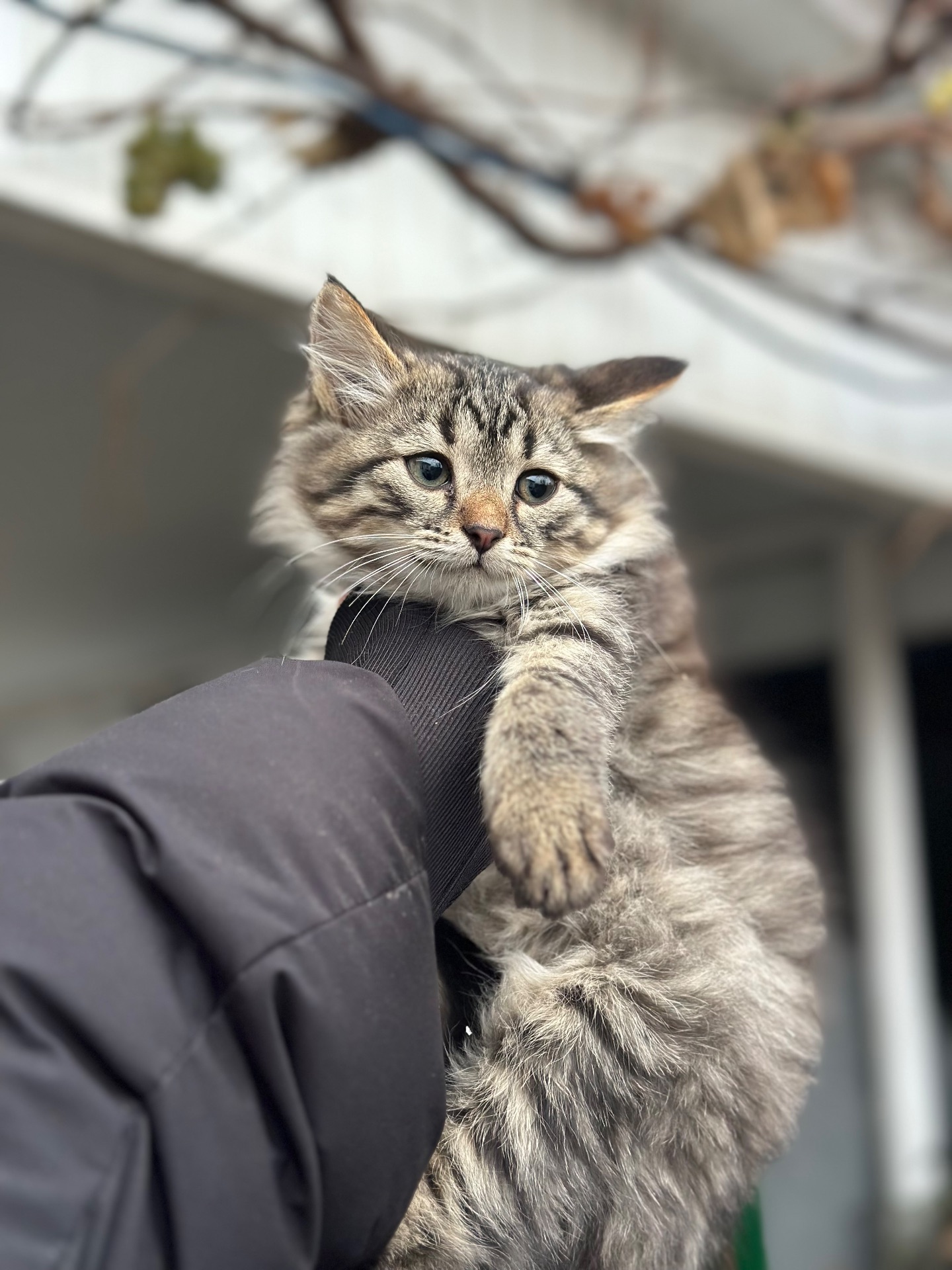 Чача шукає родину!