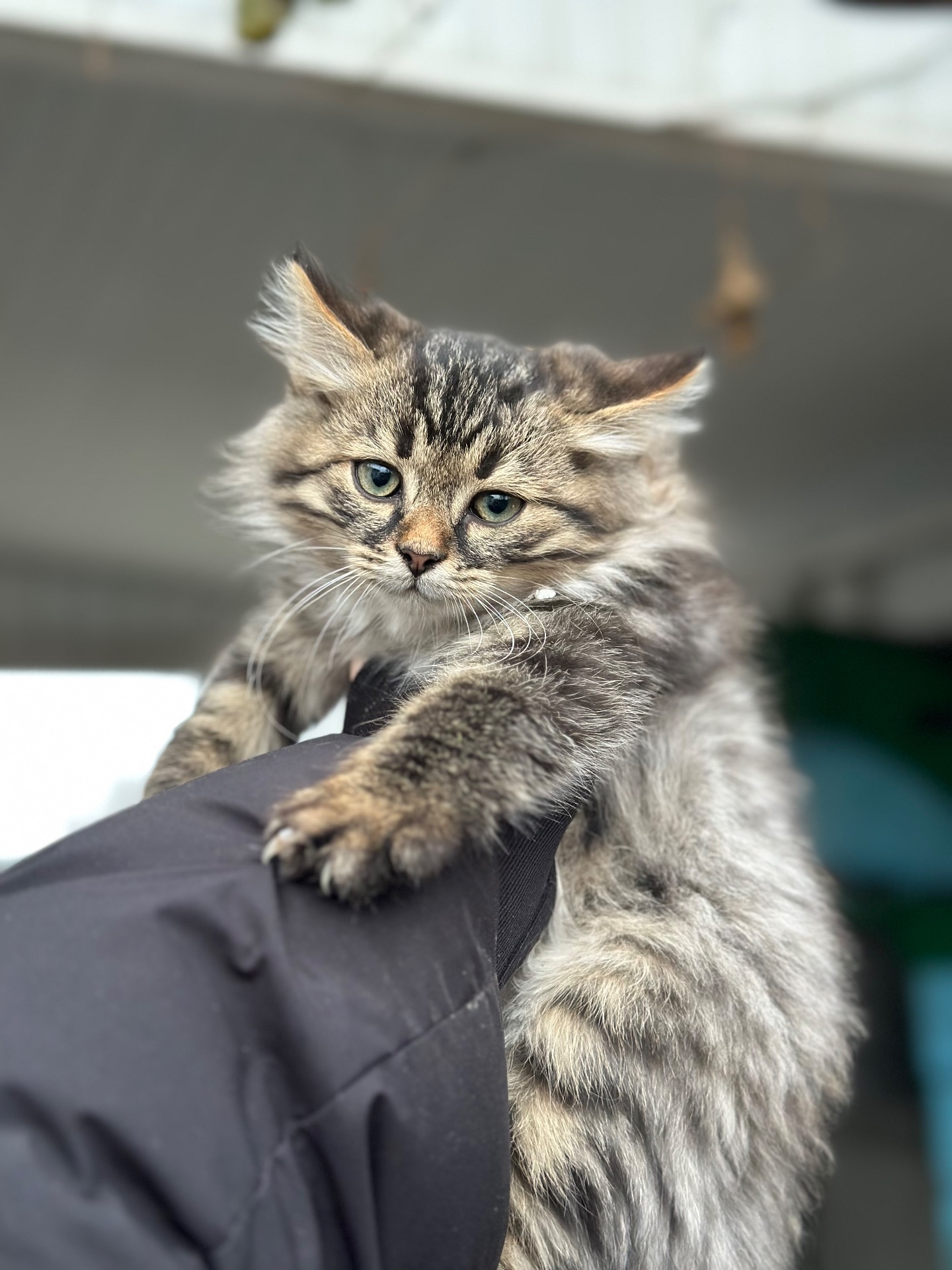 Чача шукає родину!