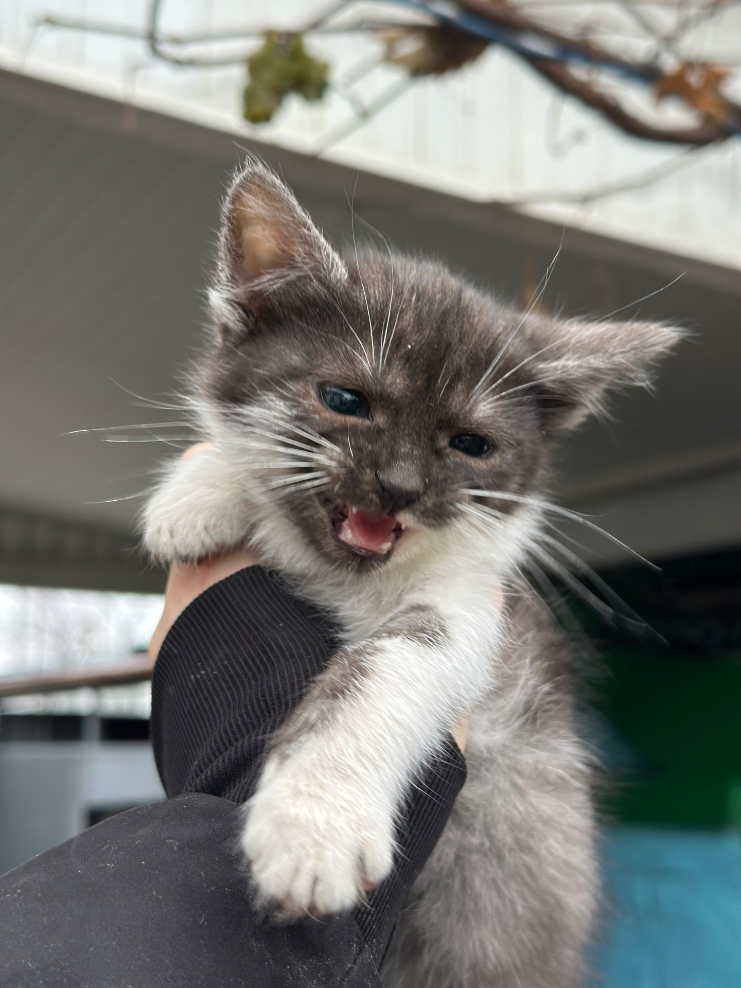 Містелла шукає родину!