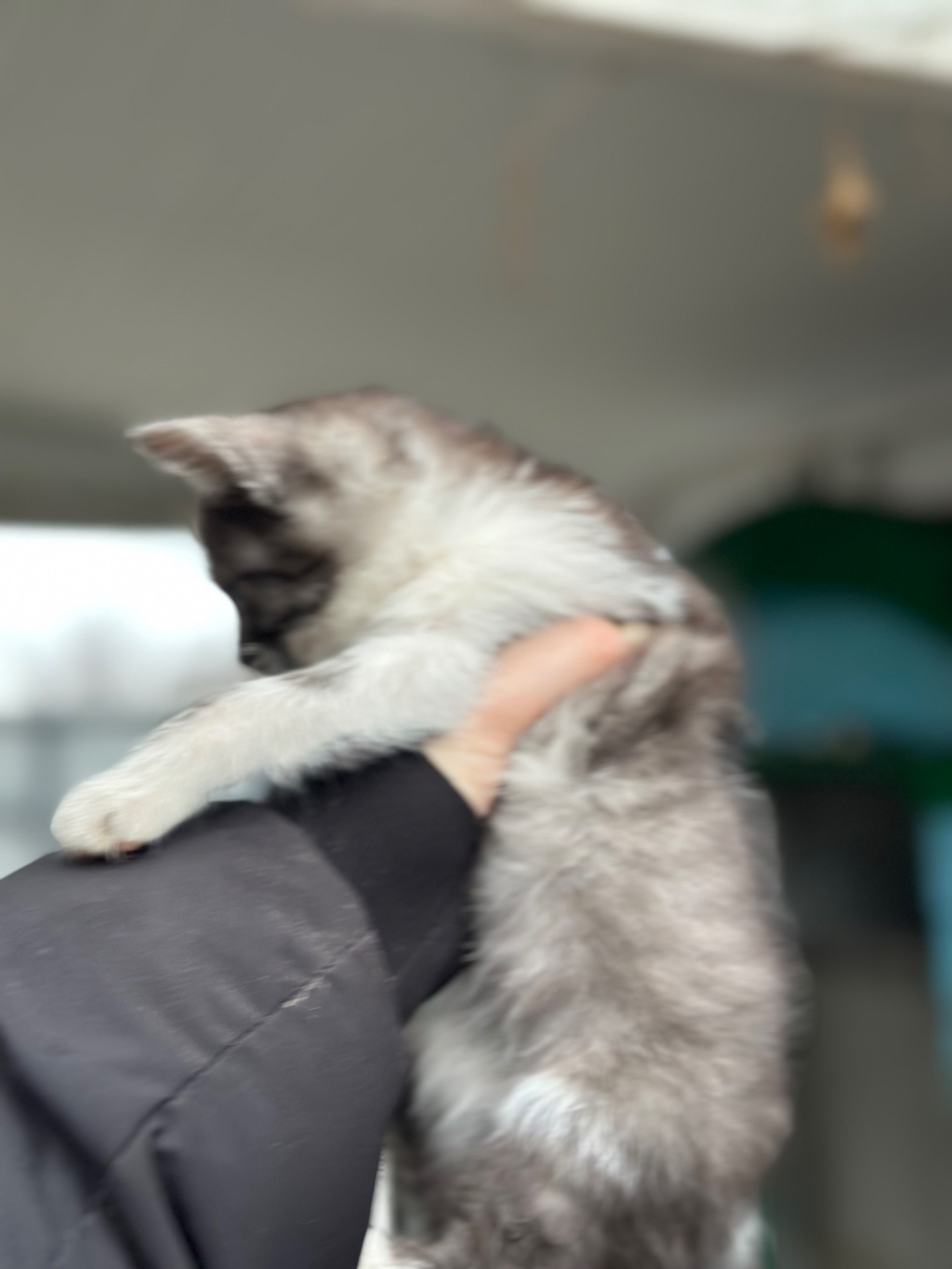 Містелла шукає родину!