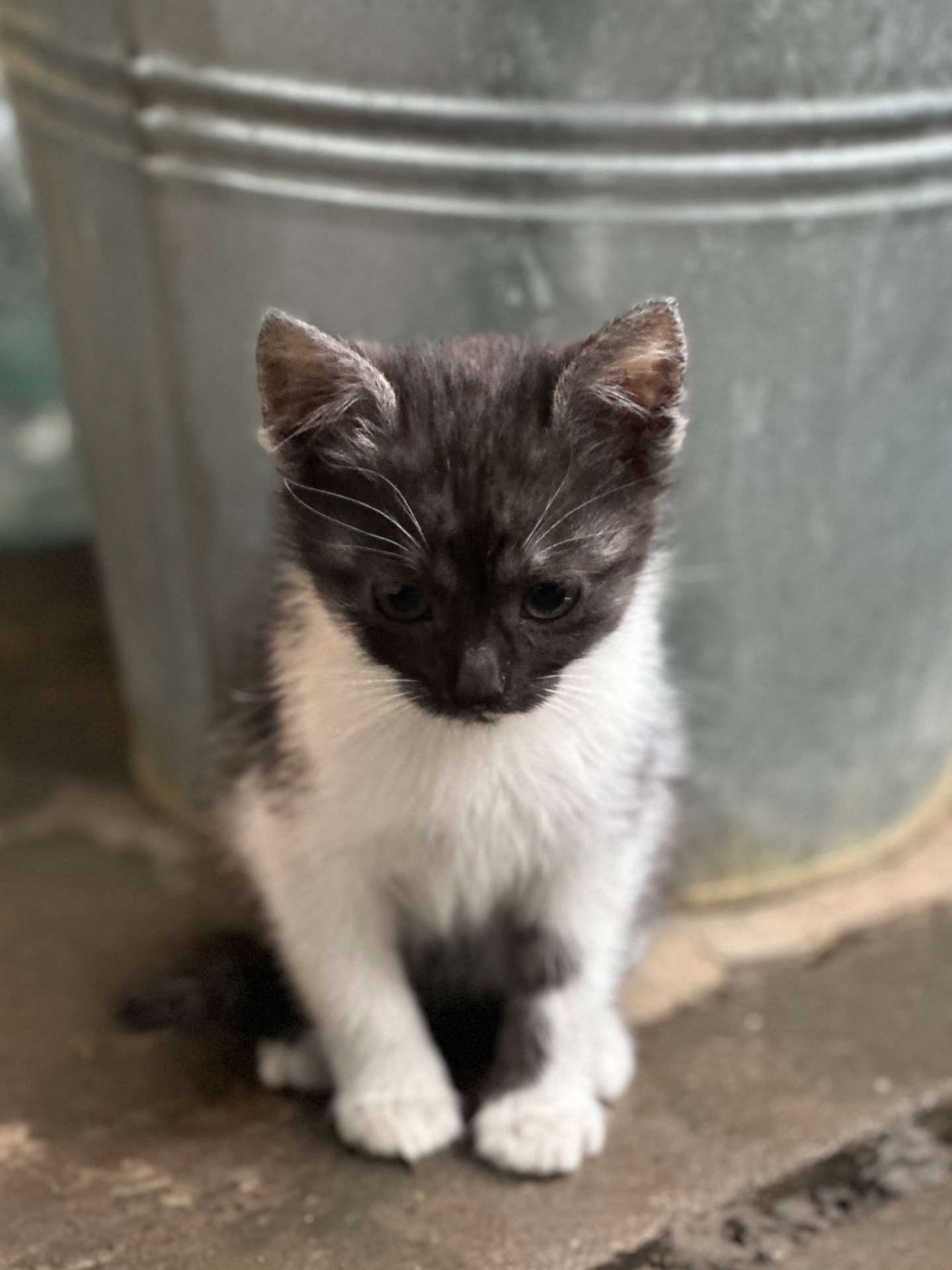 Містелла шукає родину!