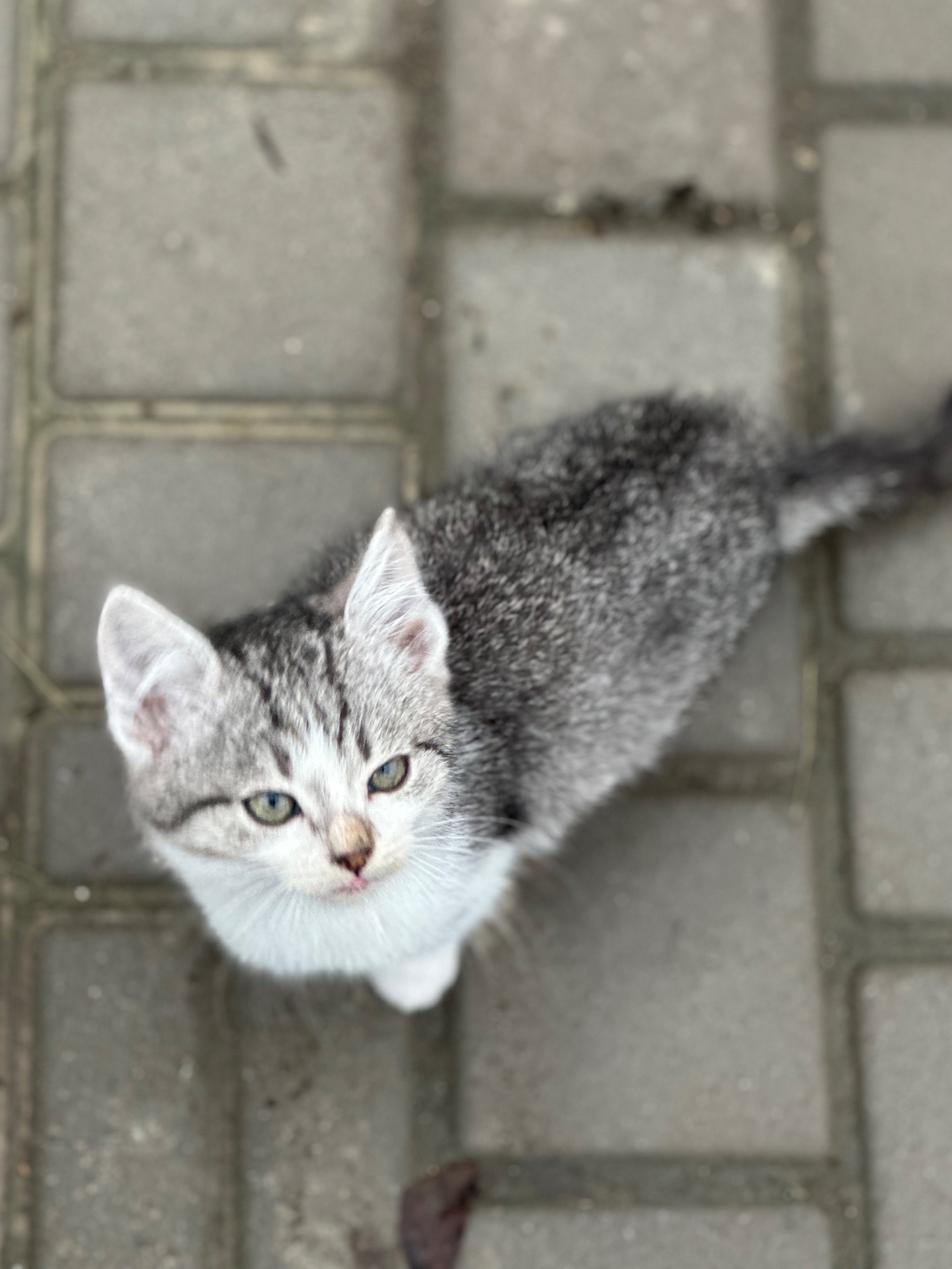 Кірш шукає родину!