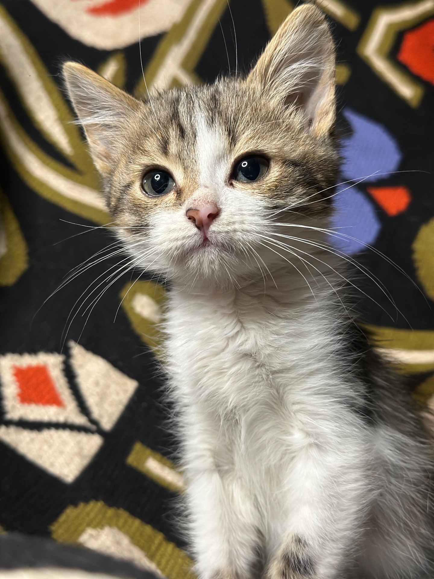 Шардмоне шукає родину!