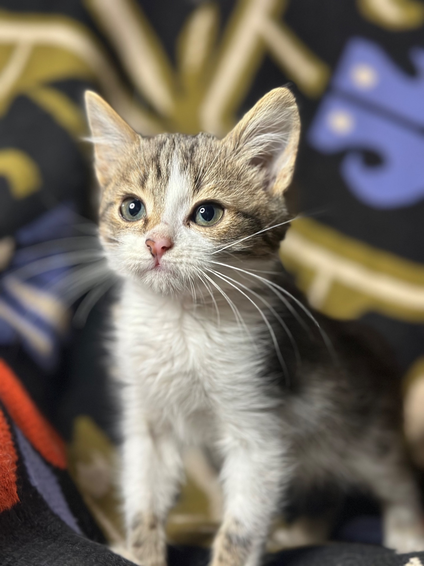 Шардмоне шукає родину!