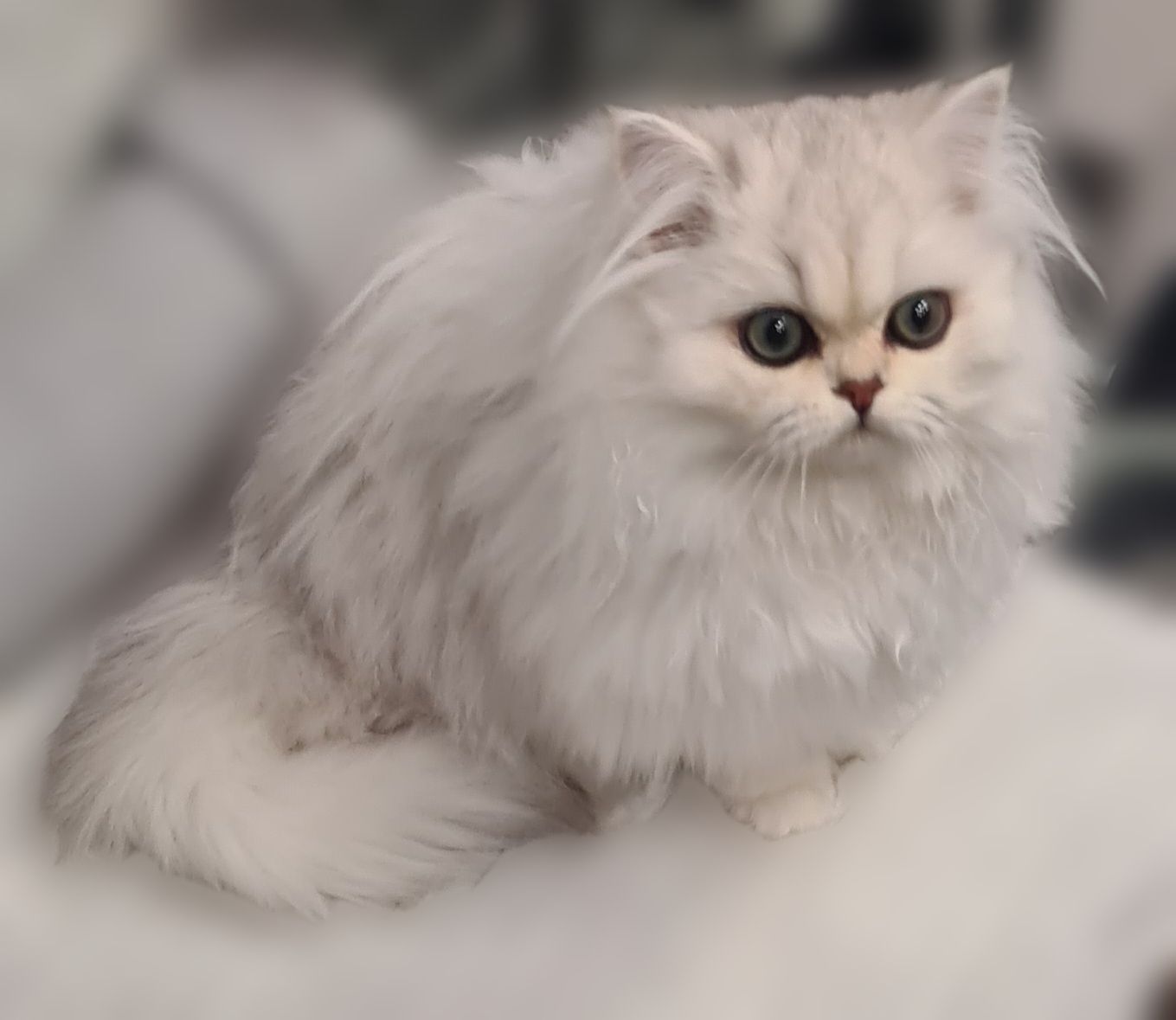 Британська довгошерста