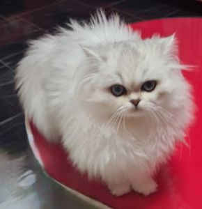 Британська довгошерста