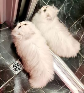 Британська довгошерста