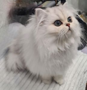 Британська довгошерста