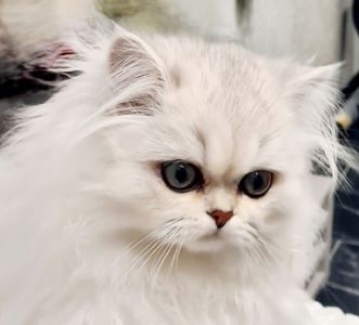 Британська довгошерста