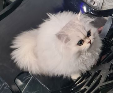 Британська довгошерста