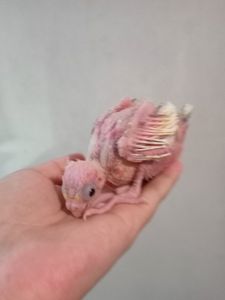 Молодые кореллы 3 птицы