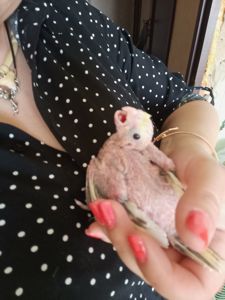 Молодые кореллы 3 птицы