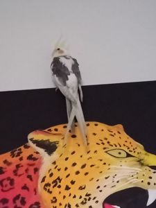 Молодые кореллы 3 птицы