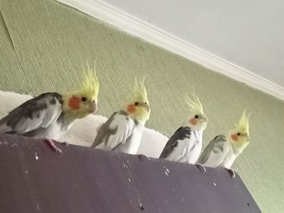 Молодые кореллы 3 птицы