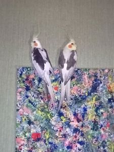 Молодые кореллы 3 птицы