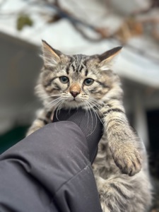 Чача шукає родину!