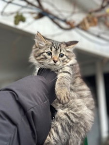 Чача шукає родину!