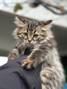 Сато шукає родину!