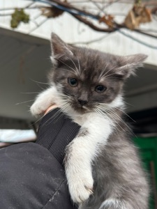 Містелла шукає родину!