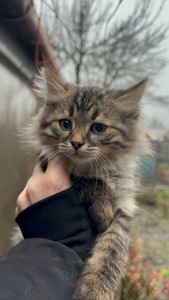 Сато шукає родину!