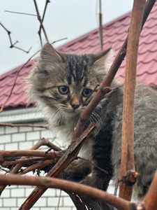 Сато шукає родину!