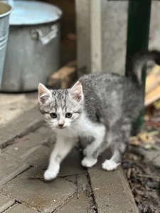 Кірш шукає родину!