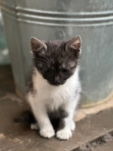 Містелла шукає родину!