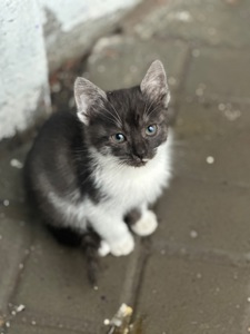 Містелла шукає родину!