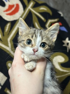 Шардмоне шукає родину!