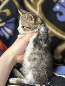 Шардмоне шукає родину!