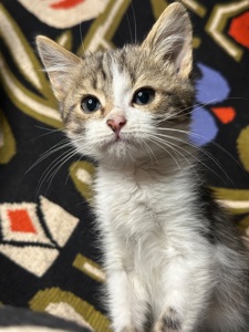 Шардмоне шукає родину!