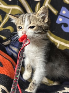 Шардмоне шукає родину!