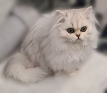 Британська довгошерста