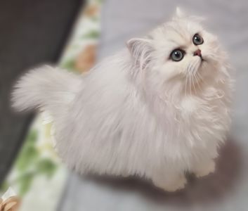 Британська довгошерста