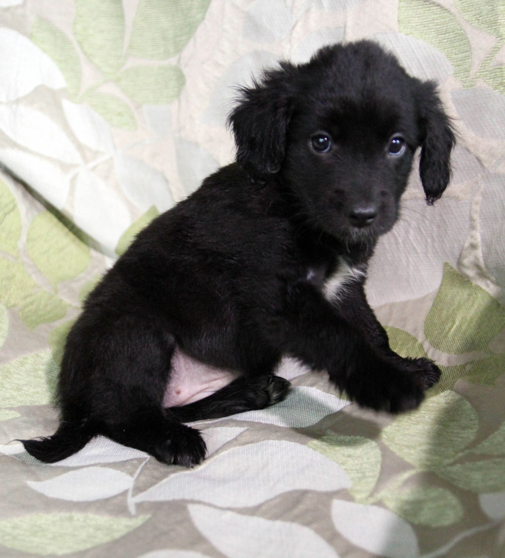 Чарівна метисики із кучерявими вушками