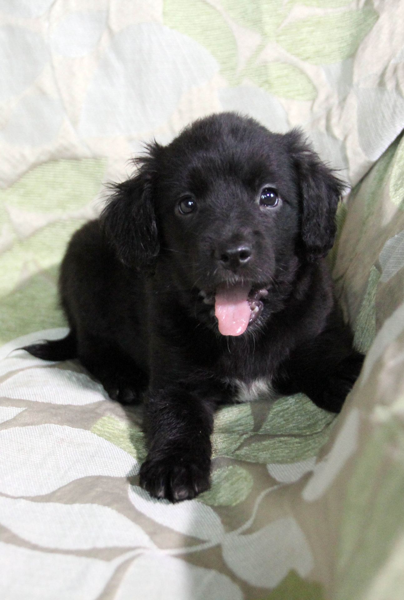 Чарівна метисики із кучерявими вушками