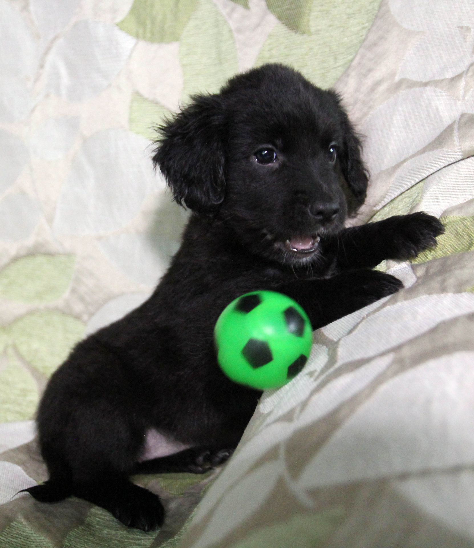 Чарівна метисики із кучерявими вушками